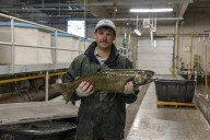 ‘North Dakota Outdoors’ webcast highlights hatchery salmon spawning operation