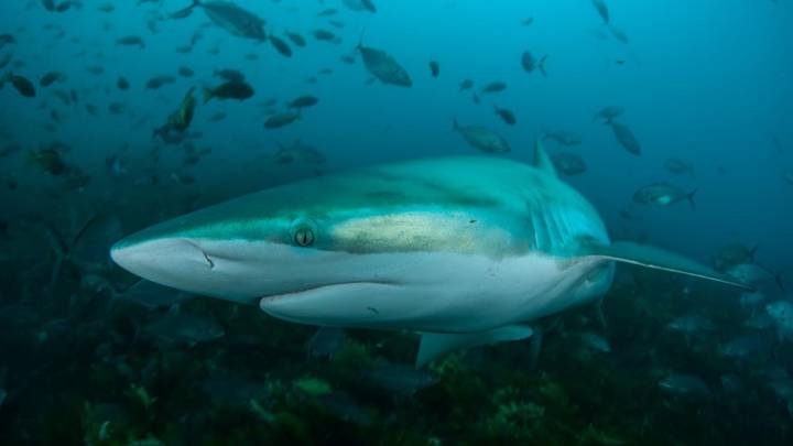 Surfer drives himself to hospital after being bitten by a shark twice while surfing at Kangaroo Island