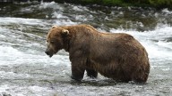 Chunk, a 1,200-pound bear with a broken jaw, wins Alaska’s popular Fat Bear Week contest