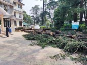 Once signature charm of Palampur, deodar trees being sacrificed at altar of urbanisation