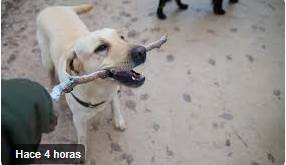 Jornadas de adopción en Cali este 25 y 26 de octubre