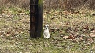 Driver’s Heart Stops When They Spot A Small Animal Chained To A Tree In Kentucky