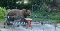 Mike Clark: We live with bears now in Greater Yellowstone, but for how long?