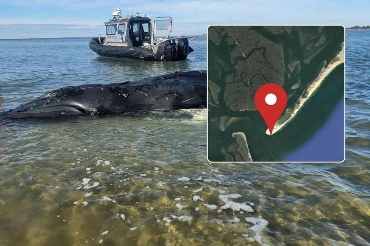 Whale tragedy off LBI: Rescuers too late to save young humpback