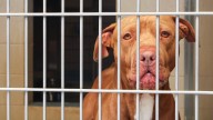 These Pets Are Available For Adoption at Orange County’s Animal Shelter