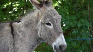 Conservatives Run Actual Donkey in Mennonite Town, Still Confident of Victory