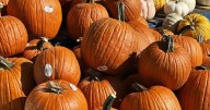 ‘I was going to puke’: Ontario pumpkin farmers hit hard by prolonged drought