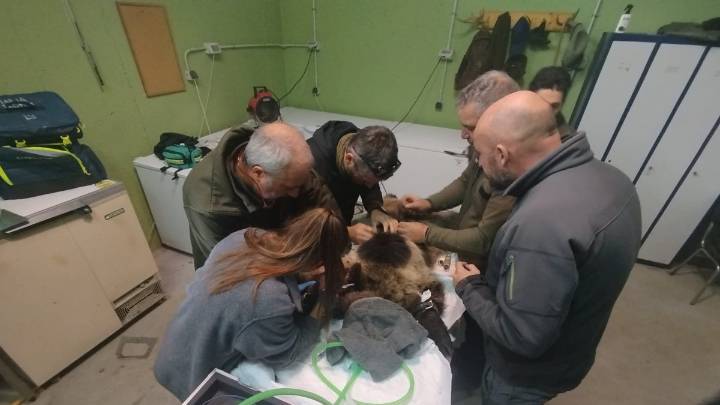 Liberan a la osezna Alba tras su adaptación en el centro de recuperación de Valsemana