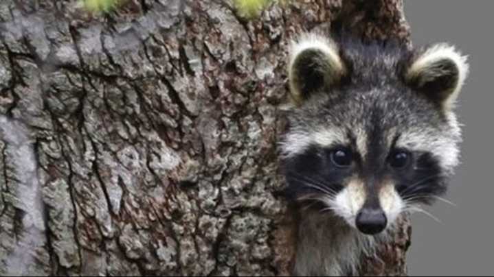 Sick raccoons in Robinson test negative for rabies
