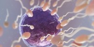 Óvulos hechos de piel: el salto experimental que podría cambiar la infertilidad