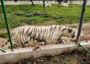 Tigre de bengala escapa de zoológico en Puebla tras intensas lluvias