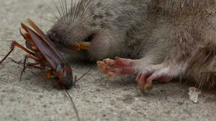 Rats Are Taking Over These These New York Hometowns