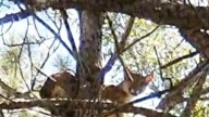 CORRIENTES: Un Puma Fue Visto En Un Paraje Rural De Santo Tomé