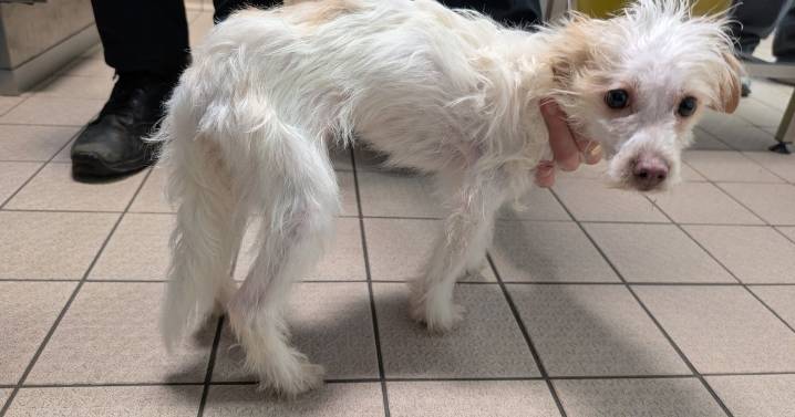 Cruel woman starved her dogs - then tried to pass them off as strays