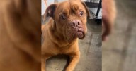 Family Gives Up Dog Of 7-Years Because Of Baby, But Suddenly Everything Changed