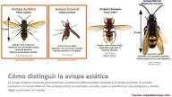 Los apicultores piden ayuda al Gobierno para luchar contra la avispa asiática