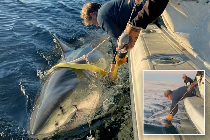 Contender, Atlantic biggest great white shark surfaces in Canada