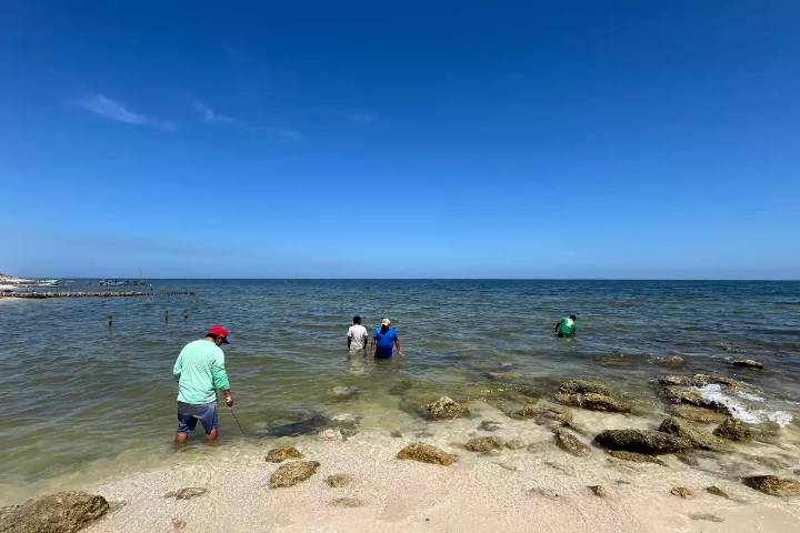 Yucatán crea nuevas zonas de refugio pesquero en Telchac Puerto y Chuburná
