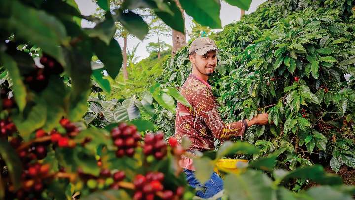 Ventas externas de café colombiano superan por primera vez 5.400 millones de dólares en 12 meses