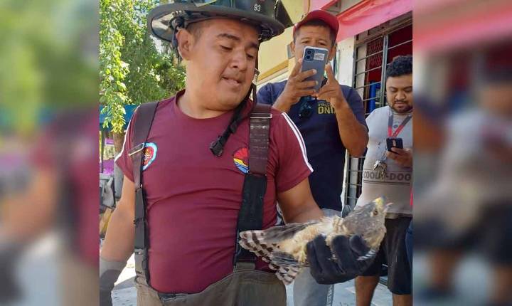 Bomberos de Cancún rescatan y liberan halcón mexicano