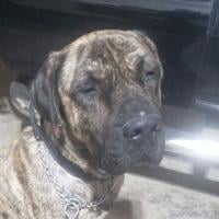 Accused given break in case of dog seen on I