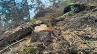 CAR sanciona tala ilegal de 120 árboles en Pacho y reitera la obligatoriedad de permisos forestales