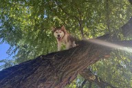 Husky Stuck High in Tree After Chasing Squirrel Gets Rescued by Animal Control