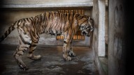 Una denuncia del tráfico de tigres gana el premio absoluto MontPhoto