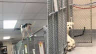 Virginia Shelter Dog Climbs Crate Wall In Desperate Plea For A Way Out