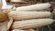 SADER y productores acuerdan precio de garantía para el maíz blanco en el Bajío