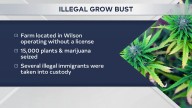 Thousands of plants seized from illegal Carter County marijuana grow operation