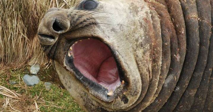Seal deaths raise fears about nasty strain of bird flu