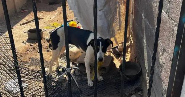 Vecinos denuncian maltrato a perros en la Morelos II