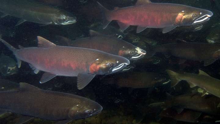 Once threatened, Oregon coho salmon making major recovery