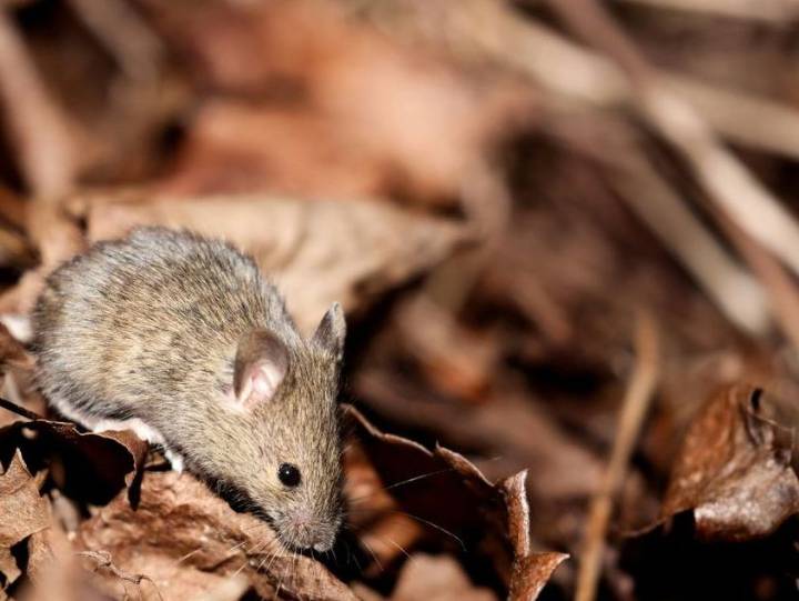 COVID virus changes sperm in mice: study