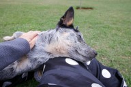 Cambio climático y mascotas: cómo el calor extremo y la contaminación están afectando su salud