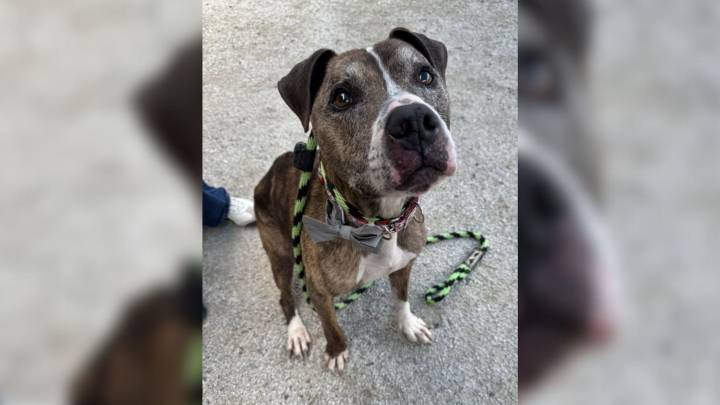 14-Year-Old Pittie Waits In Pennsylvania Shelter ‘All Dressed Up’ With No One To Take Him Home