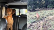 Washington Hiker’s Dog Senses Something In The Woods And Refuses To Move