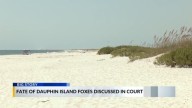 Future of Dauphin Island foxes remains undecided