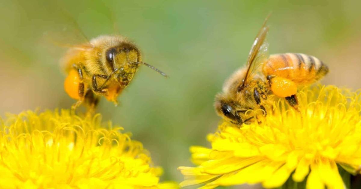 Nueva edición de “Ecos del Parque”: abejas, plantas y polinización en vivo