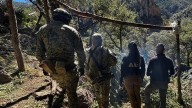 Aseguran plantíos de marihuana y campamentos en operativo al norte de Chihuahua