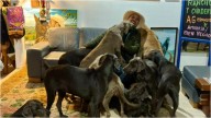 El precandidato presidencial Andrés Guerra cuenta la historia de sus 114 perros: “Braco es el jefe”