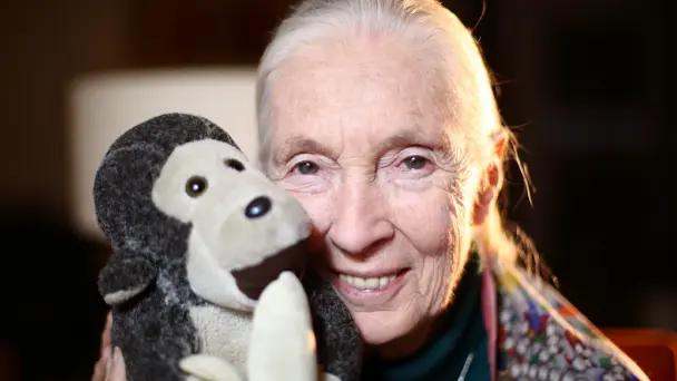 Fallece Jane Goodall, pionera en primatología