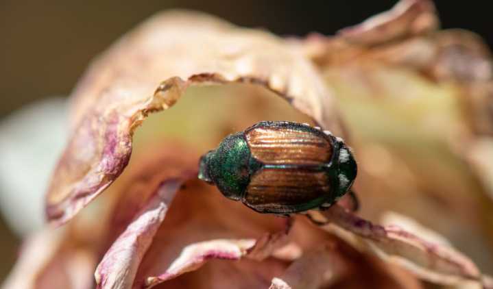 More money needed for fight against two invasive bugs, WA agriculture department says Free