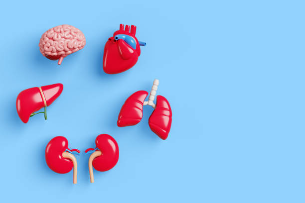 Need an Organ Transplant? These 7 Resources Can Help