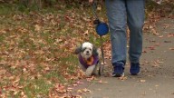 Not-so-scary howl-oween pet parade takes over Southern Parkway