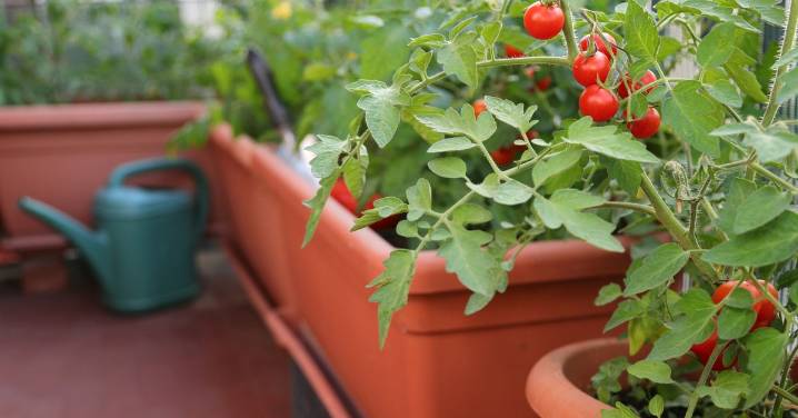 The tomato detail you need to check on seed packets if you're growing them in pots