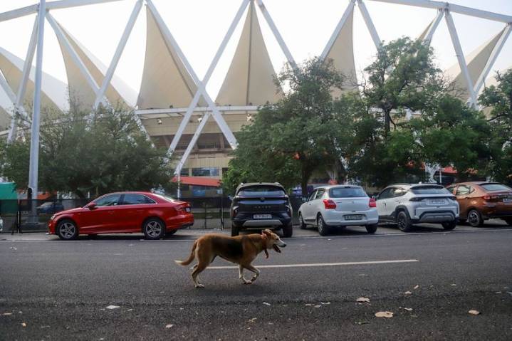 Stray dogs attack coaches from Kenya, Japan at Delhi's Jawaharlal Nehru Stadium