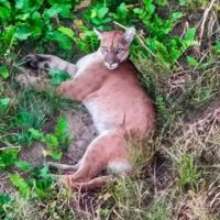 Recent Mid-Missouri Mountain Lion Sighting Comes Despite No Breeding Population