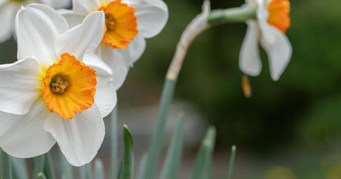 Fall Gardens: Plant bulbs now for colorful spring displays